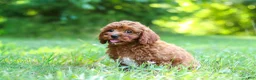 Cavapoo dogs for sale: Viney - Ad 4