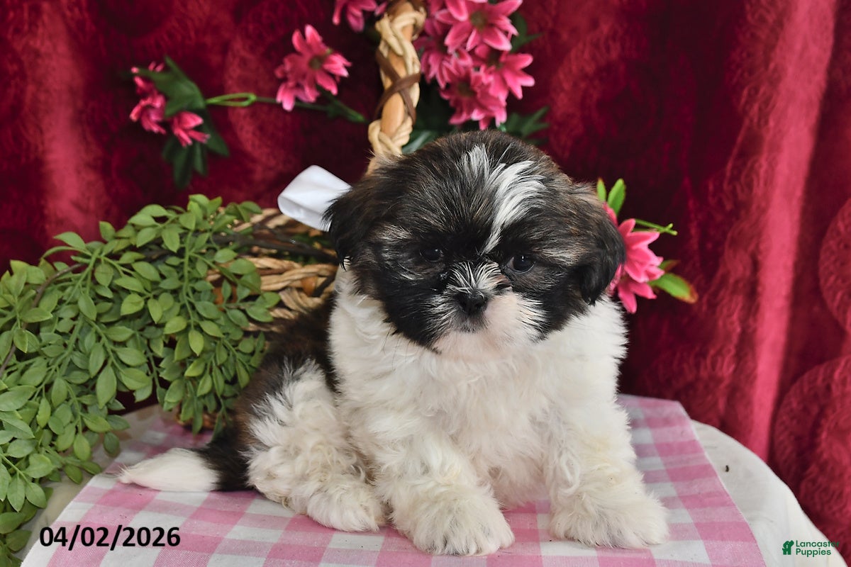 Shih Tzu dogs Alexis - Ad 1