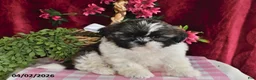 Shih Tzu dogs for sale: Alexis - Ad 1