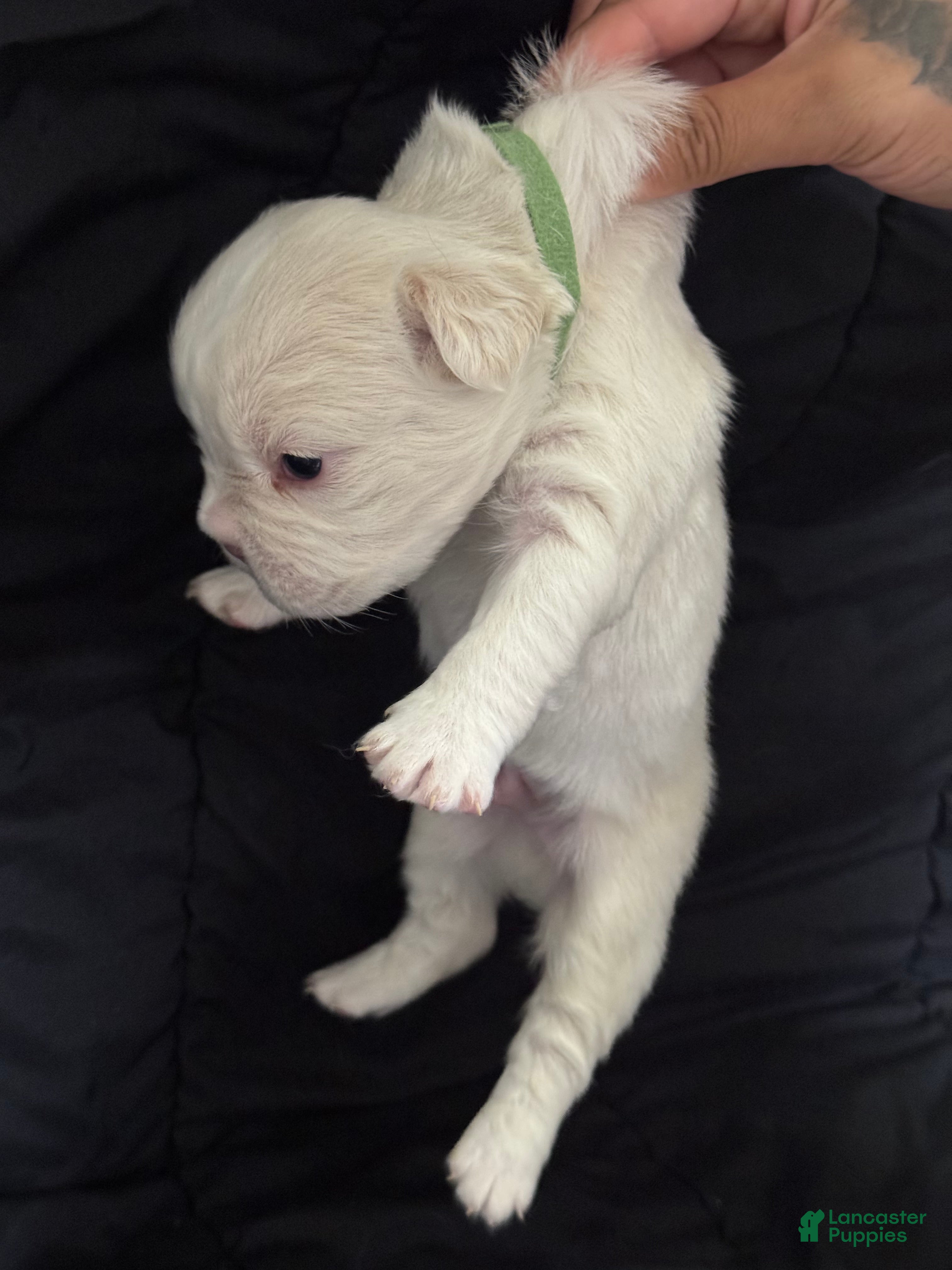 French Bulldog dogs French Bulldog 3 - Ad 6