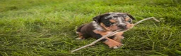English Bulldog dogs for sale: Savannah English Bulldog  - Ad 7