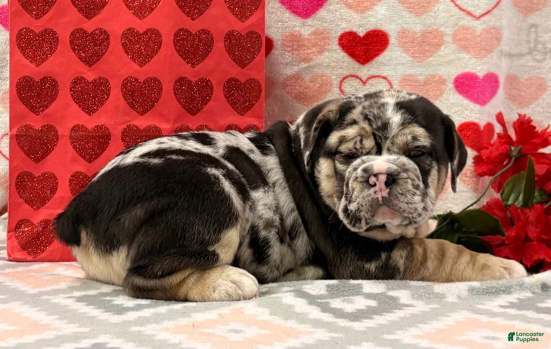 English Bulldog dogs for sale: Shane - Ad 3