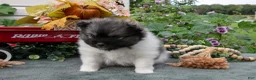 Pomeranian dogs for sale: Tucker - Ad 3