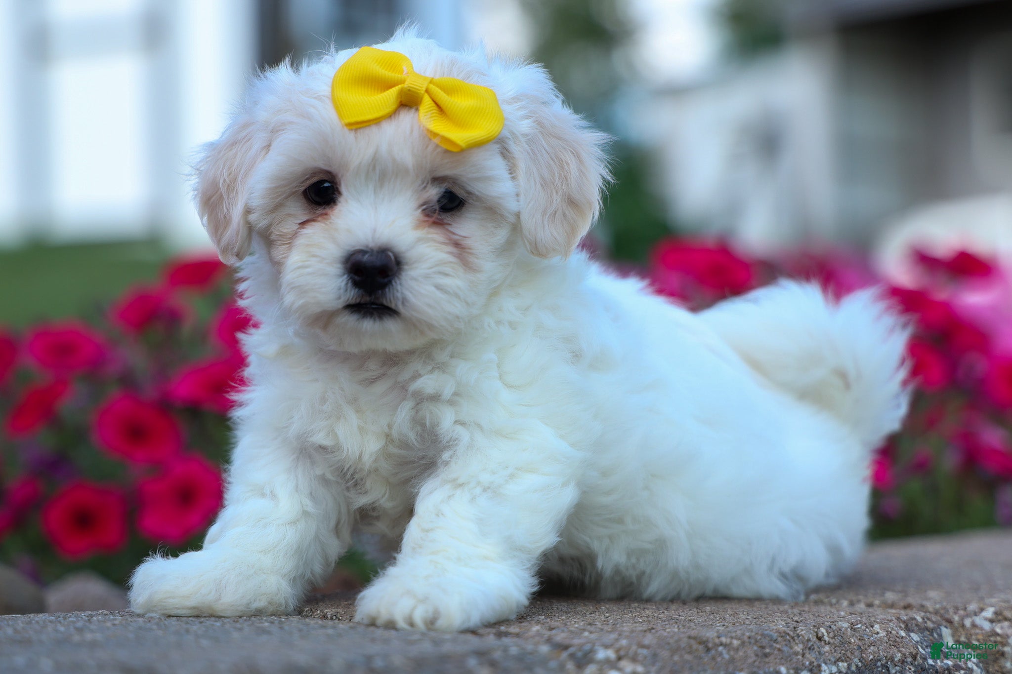 Teddy Bear dogs Bubbles 💖 - Ad 1