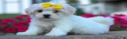 Teddy Bear dogs for sale: Bubbles 💖 - Ad 14