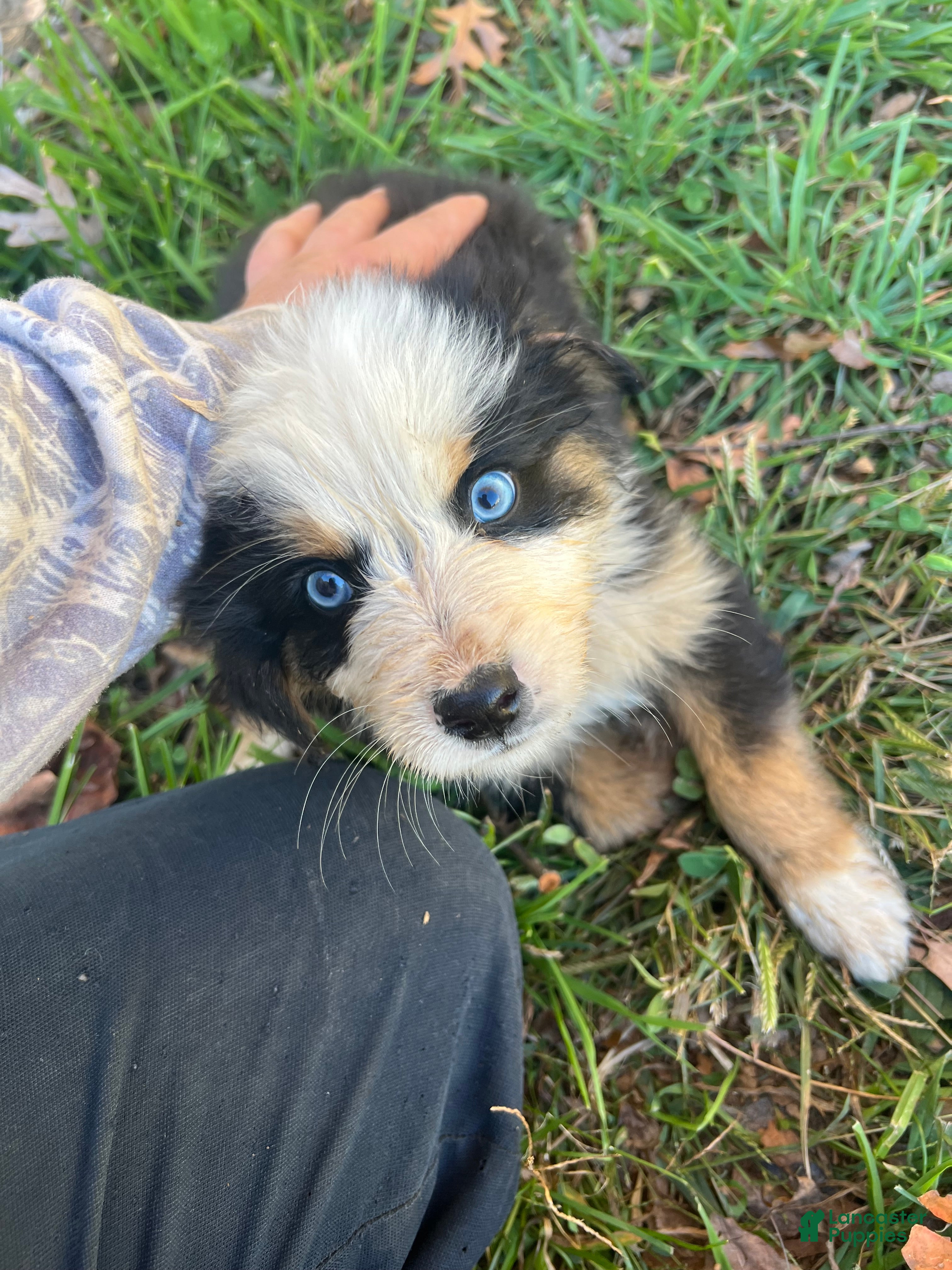 Mixed Breed dogs for sale: Mixed Breed 4 - Ad 1