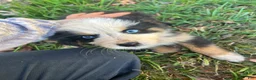 Mixed Breed dogs for sale: Mixed Breed 4 - Ad 1