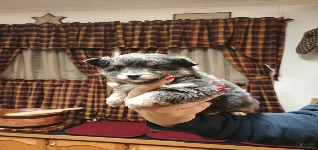 Gallery Image {{count}}