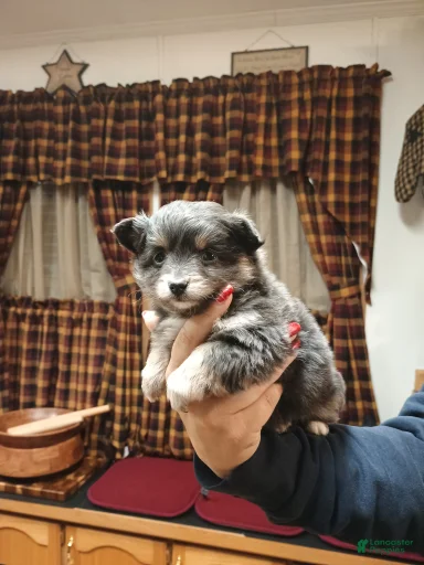 Gallery Image {{count}}