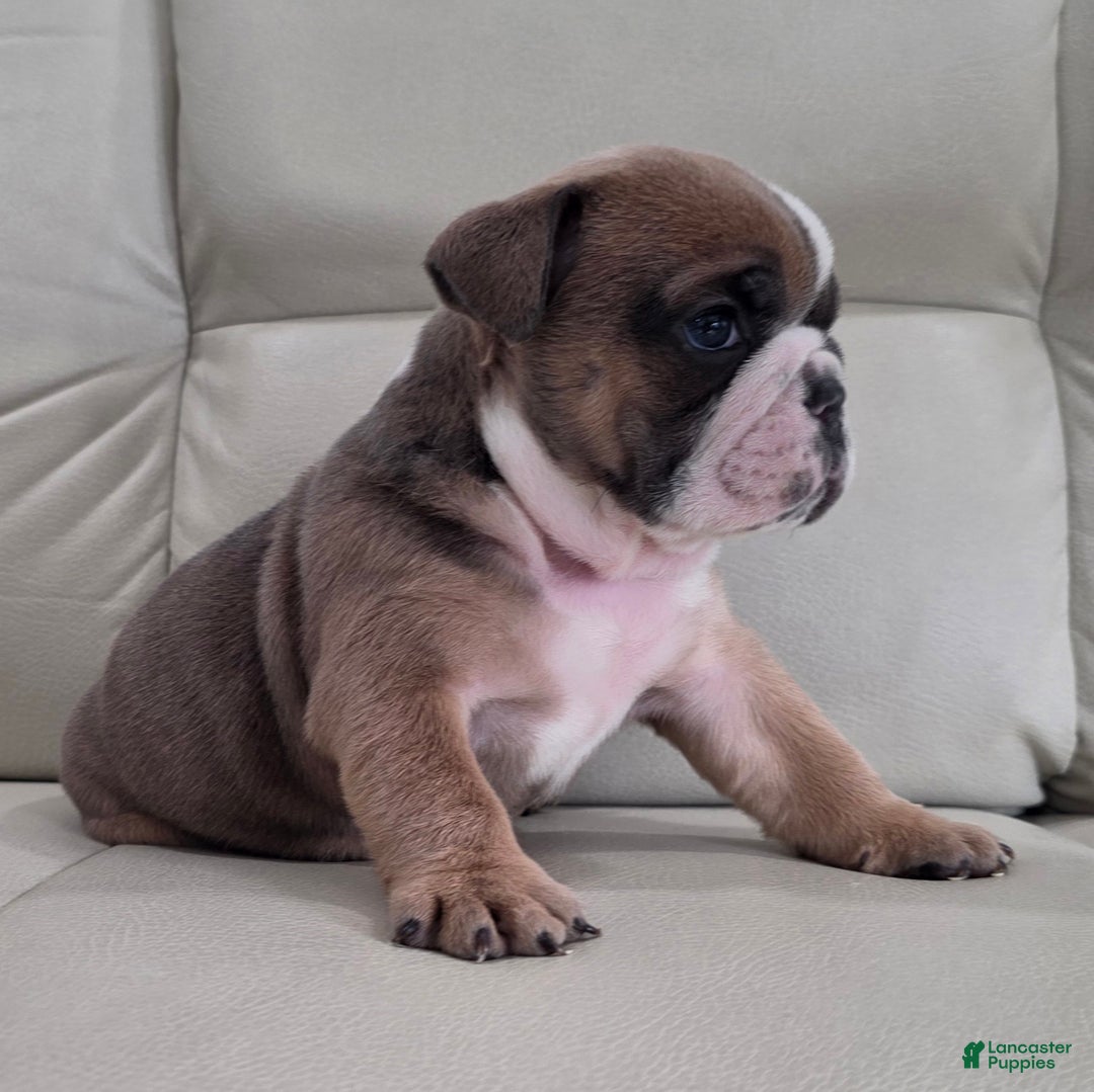 English Bulldog dogs for sale: Amber - Ad 6