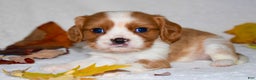 Cavalier King Charles Spaniel dogs for sale: Mack - Ad 15