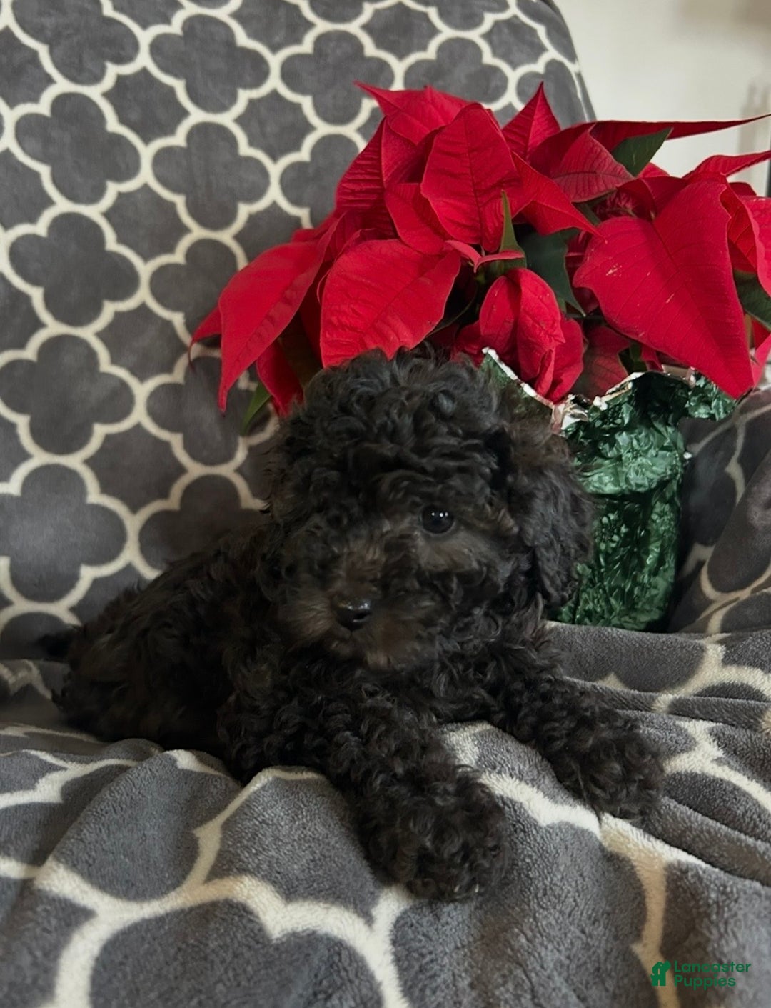 Cockapoo dogs for sale: Cooper - Ad 8