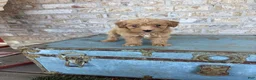 Miniature Labradoodle dogs for sale: Birdie  - Ad 2