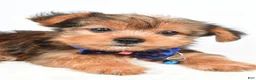 Yorkshire Terrier dogs for sale: Wyatt - Ad 5