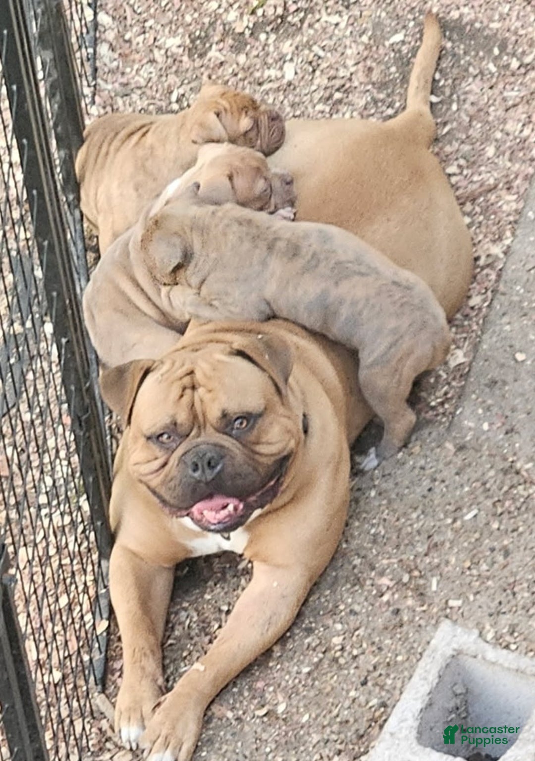 American Bulldog dogs for sale: Cleo - Ad 2