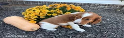 Welsh Springer Spaniel dogs for sale: Liam - Ad 6
