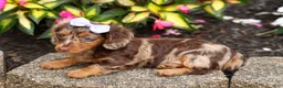 Miniature Dachshund dogs for sale: Isabelle🩷  - Ad 14