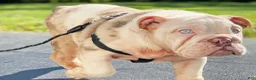 English Bulldog dogs for sale: Dallas - Ad 10