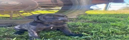 Cane Corso dogs for sale: Jewel - Ad 4