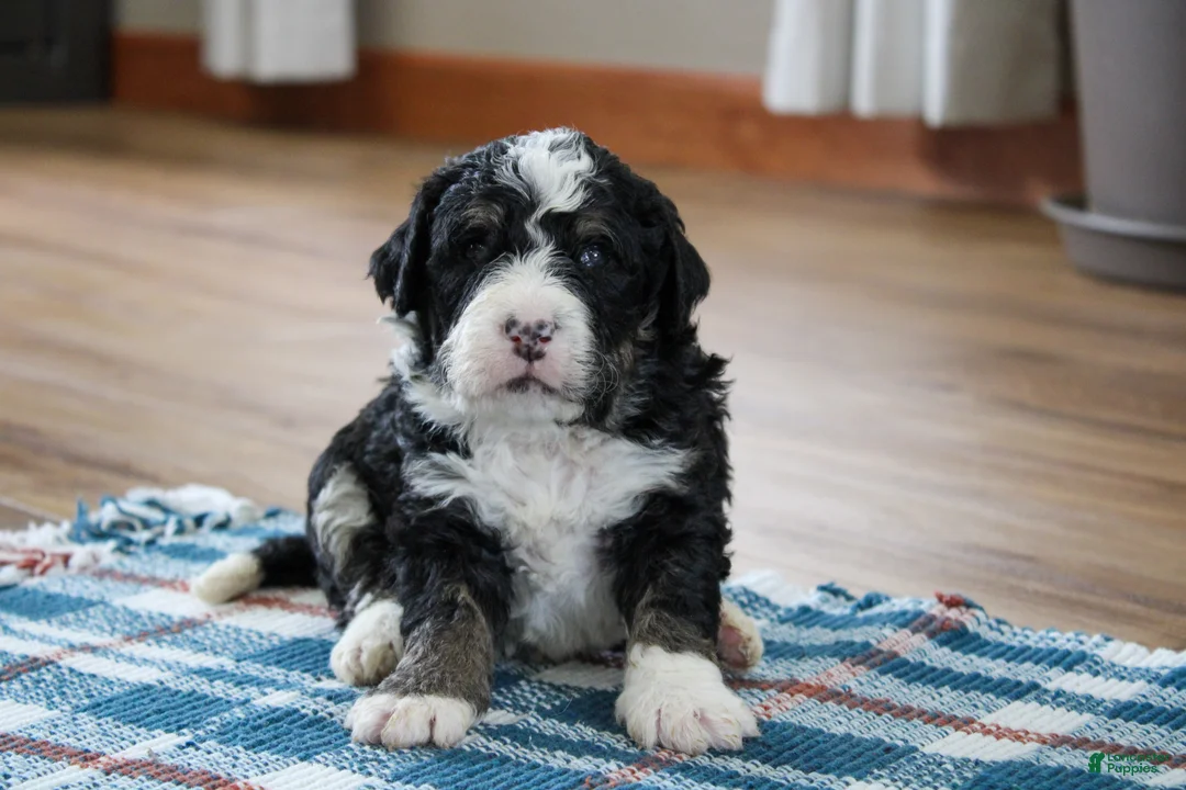 Mini Bernedoodle dogs for sale: Parker - Ad 31