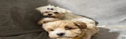 Maltipoo dogs for sale: Maltipoo Puppy 3 - Ad 7