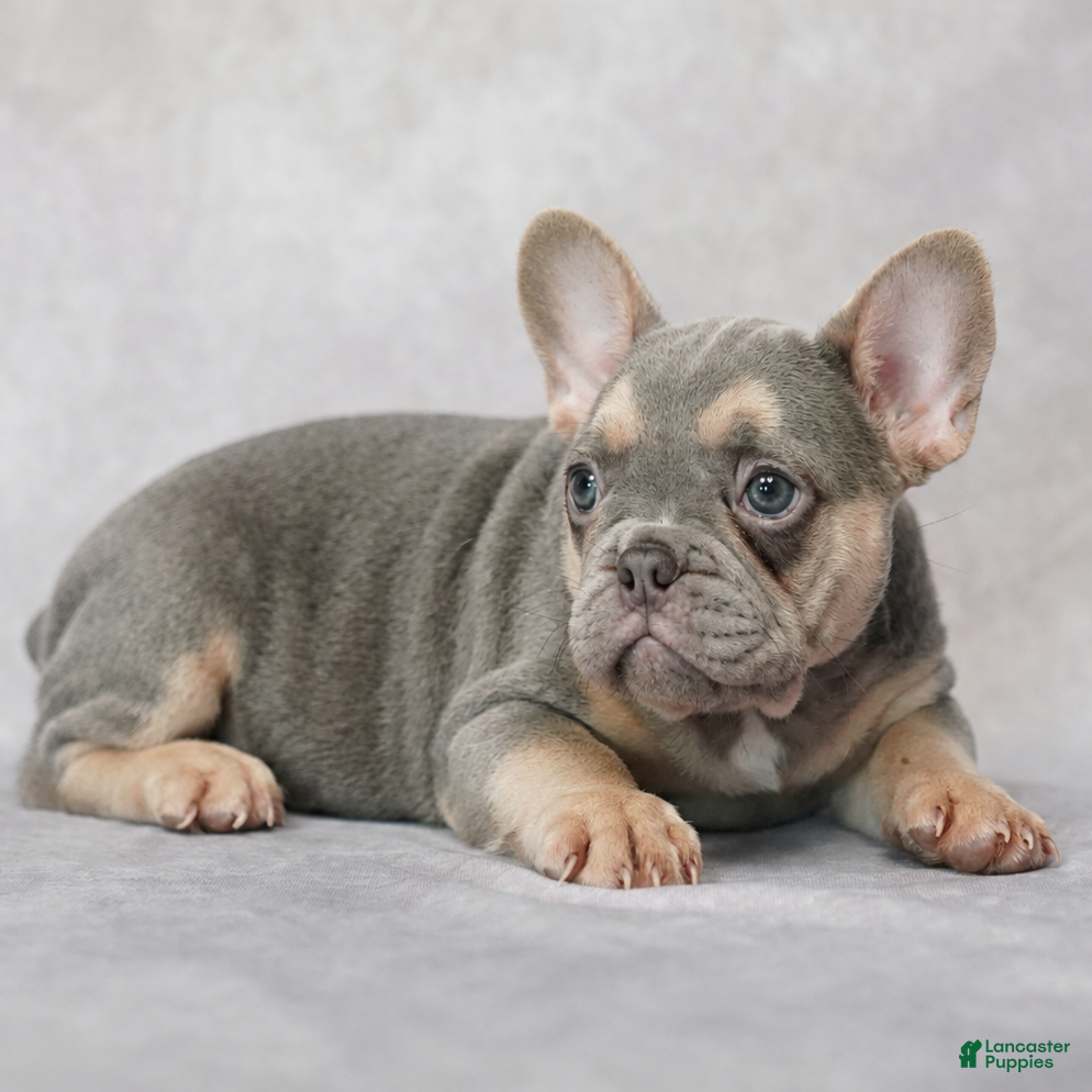 French Bulldog dogs Belle - Ad 2