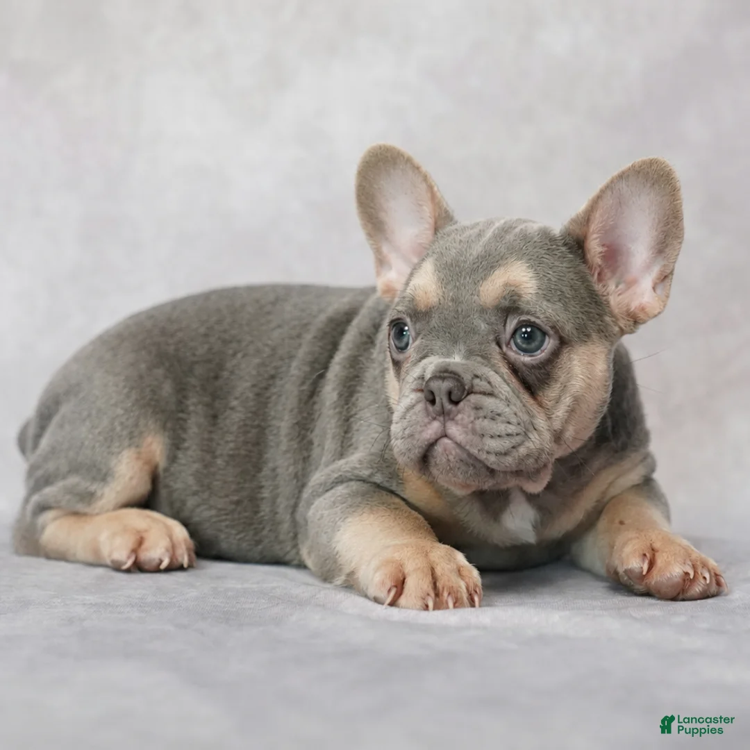 French Bulldog dogs for sale: Belle - Ad 2
