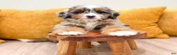 Mini Bernedoodle dogs for sale: Katie - Ad 5
