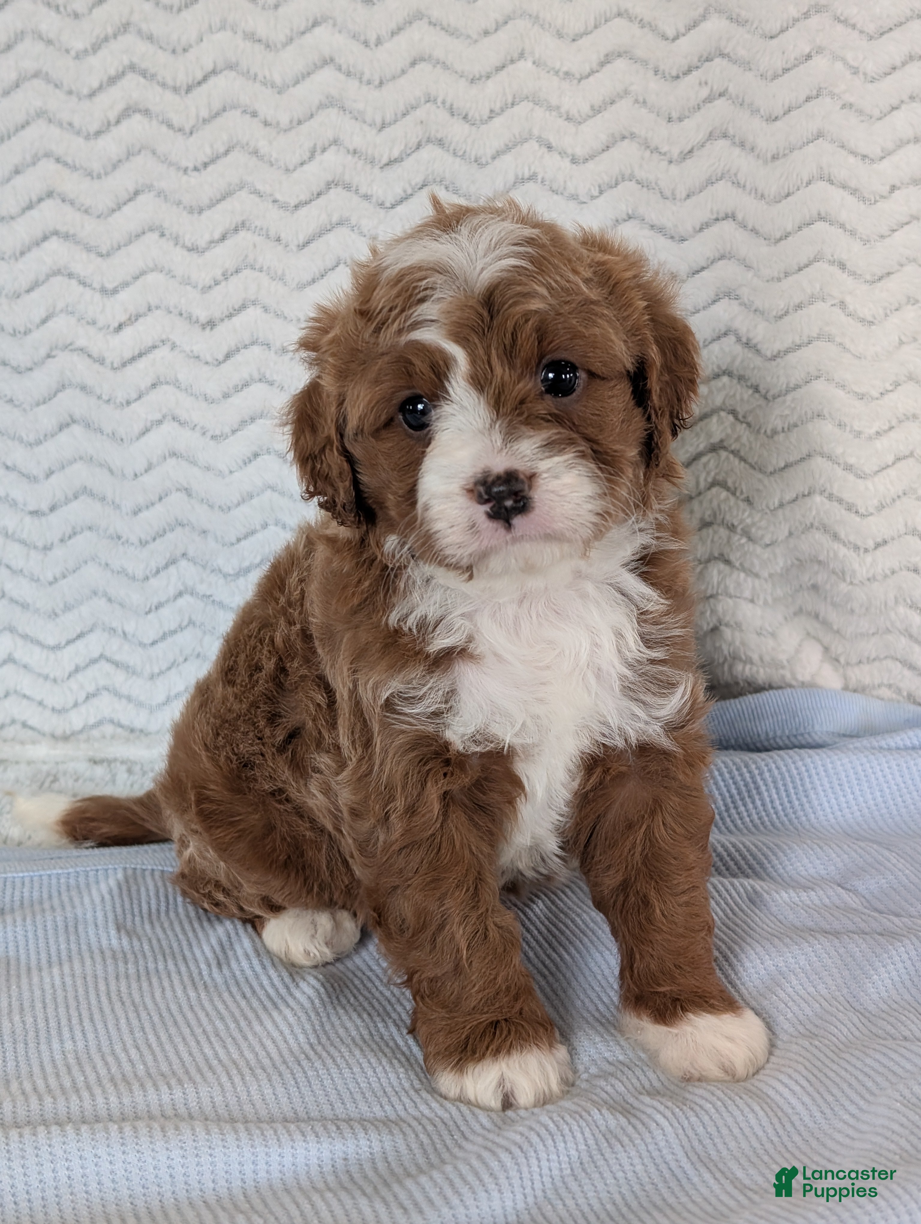 Cavapoo dogs Joey - Ad 2