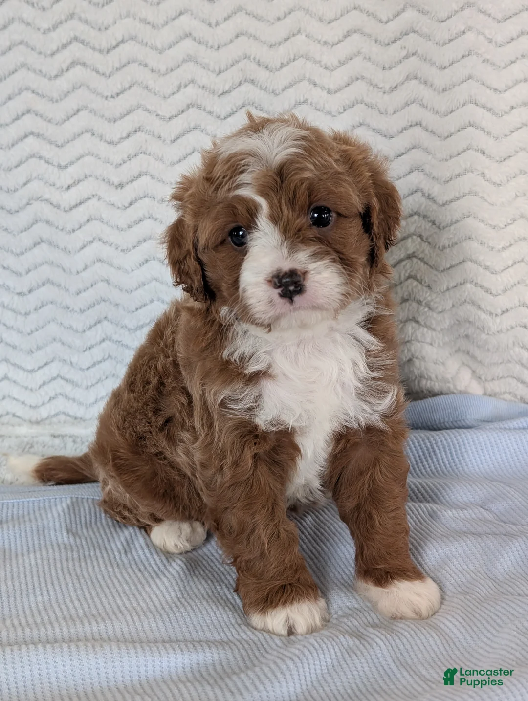 Cavapoo dogs for sale: Joey - Ad 2