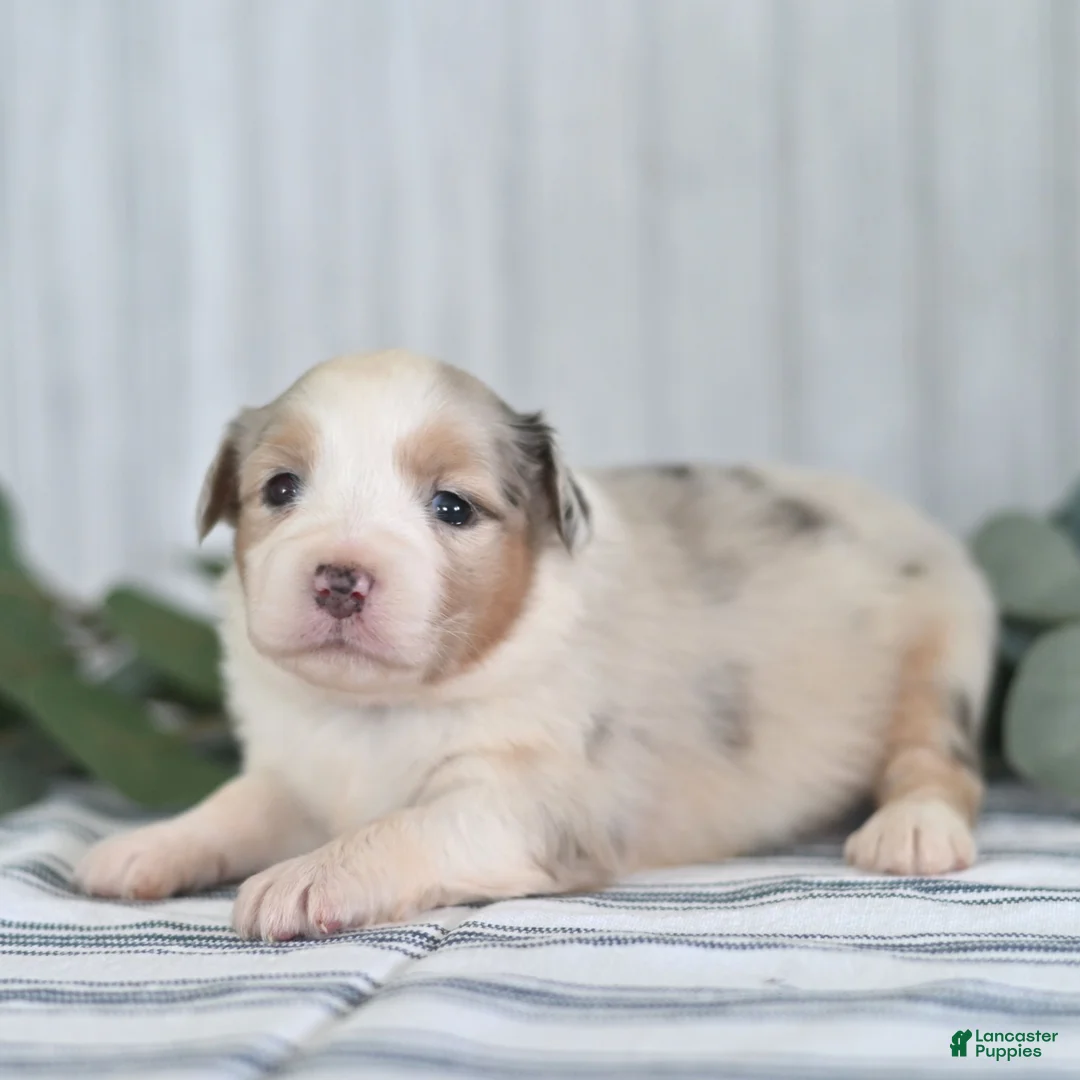 Miniature Australian Shepherd dogs for sale: Gloria  - Ad 4