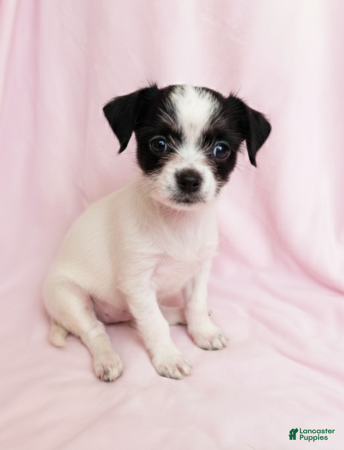 Mixed Breed dogs Lucy - Ad 34