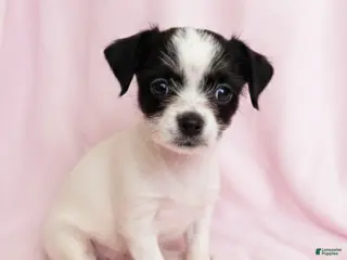 Mixed Breed dogs Lucy - Ad 34