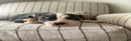 American Bully dogs for sale: Lucy - Ad 4