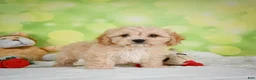 Cavachon dogs for sale: Lonnie - Ad 12