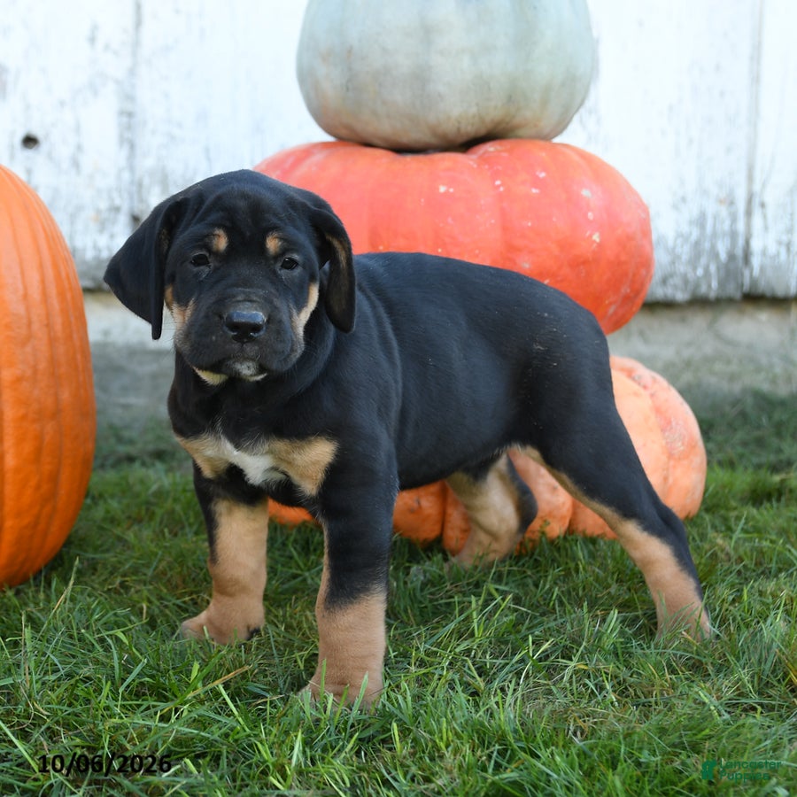 Cane Corso dogs Bella   - Ad 2