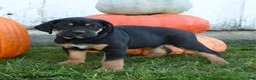 Cane Corso dogs for sale: Bella   - Ad 2