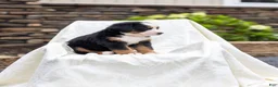 Bernese Mountain Dog dogs for sale: Renee - Ad 3
