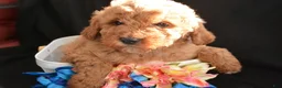 Mini Goldendoodle dogs for sale: Mini Goldendoodle Dino - Ad 2
