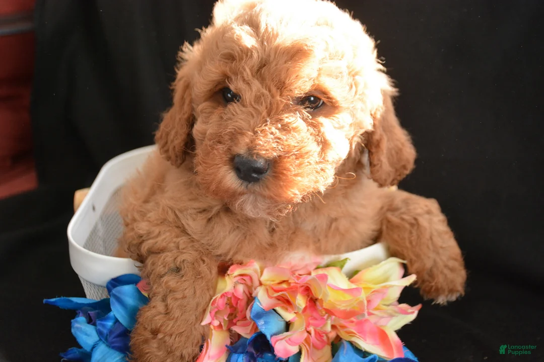 Mini Goldendoodle dogs for sale: Mini Goldendoodle Dino - Ad 2