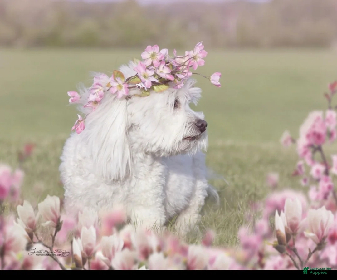 Coton De Tulear dogs for sale: Coton De Tulear 7 baxter - Ad 2