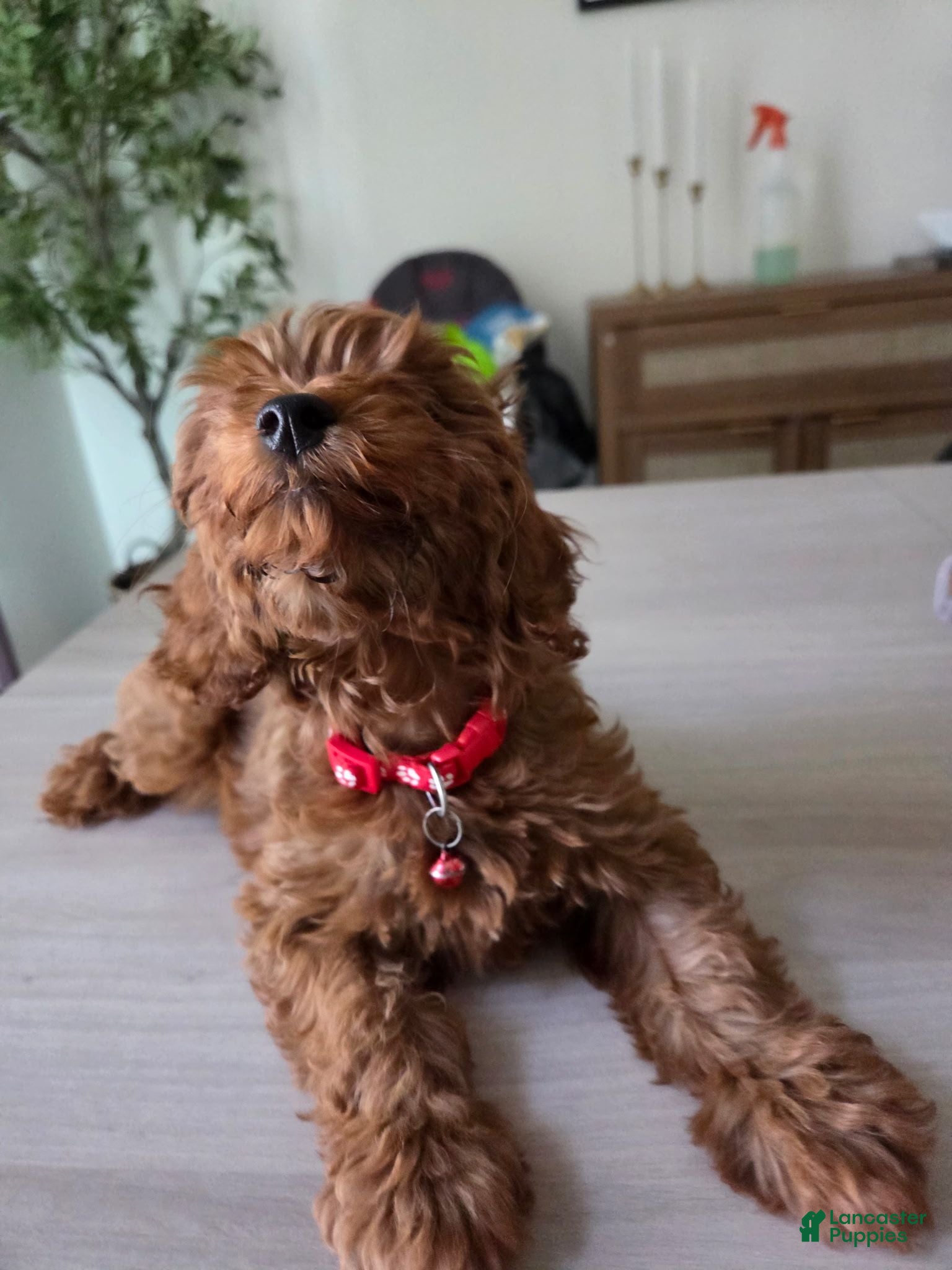 Toy Poodle dogs Toy Poodle 2 - Ad 17