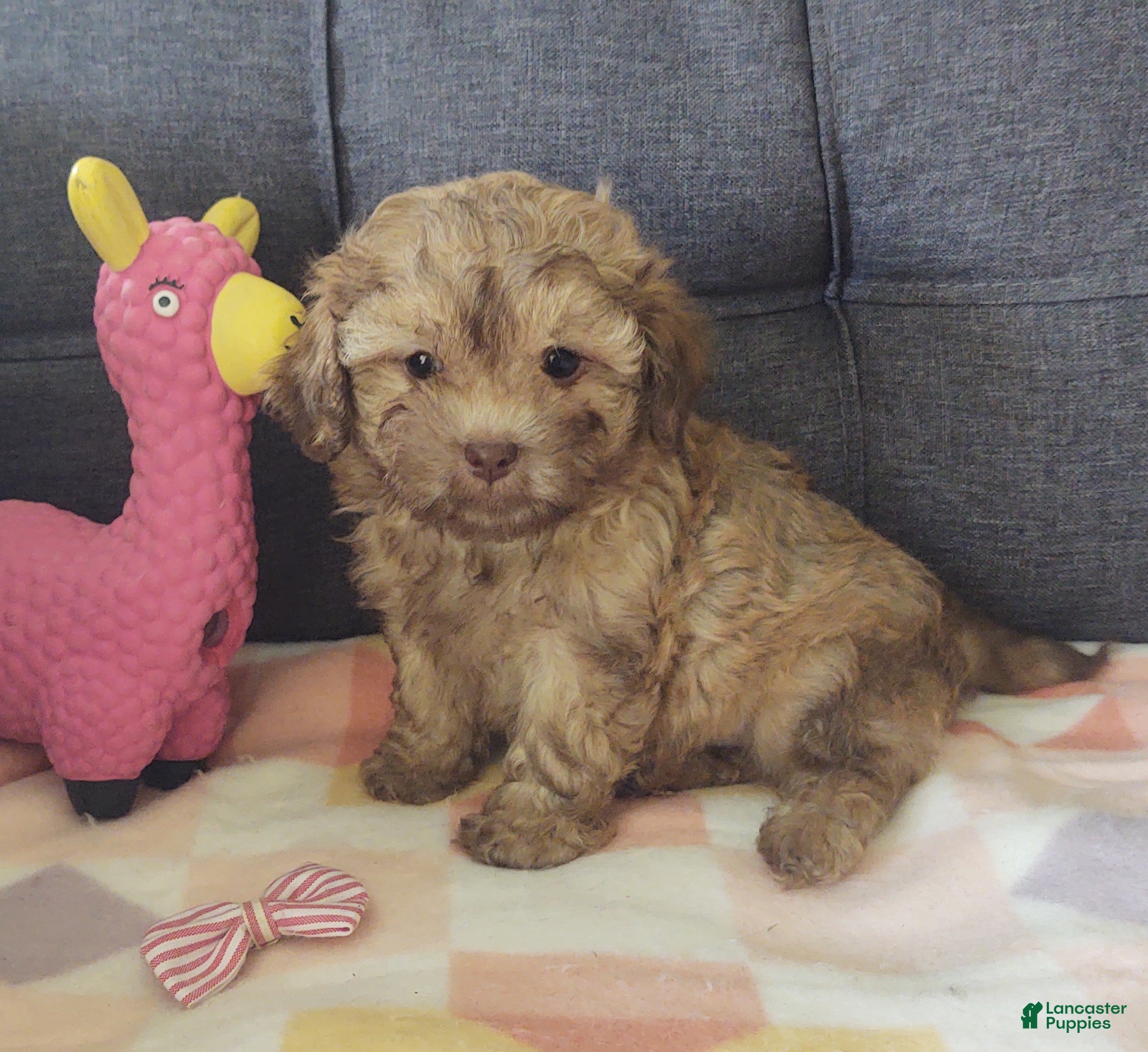 Maltipoo dogs Joedirt - Ad 2