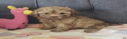 Maltipoo dogs for sale: Joedirt - Ad 2