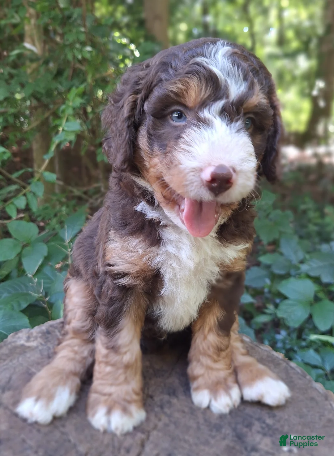 Mini Bernedoodle dogs for sale: Birch  - Ad 2