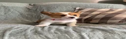 Welsh Corgi Pembroke dogs for sale: Welsh Corgi Pembroke 5 - Ad 4