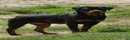 Rottweiler dogs for sale: Rottweiler Puppy 1 - Ad 3
