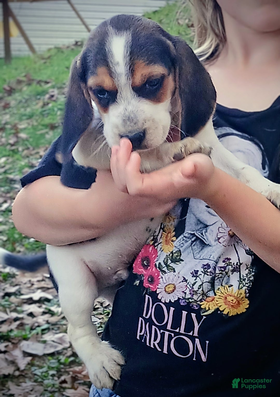 Beagle dogs for sale: Beagle Puppy 1 - Ad 1