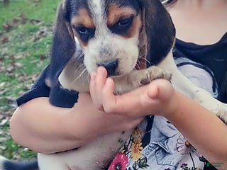Beagle dogs Beagle Puppy 1 - Ad 42