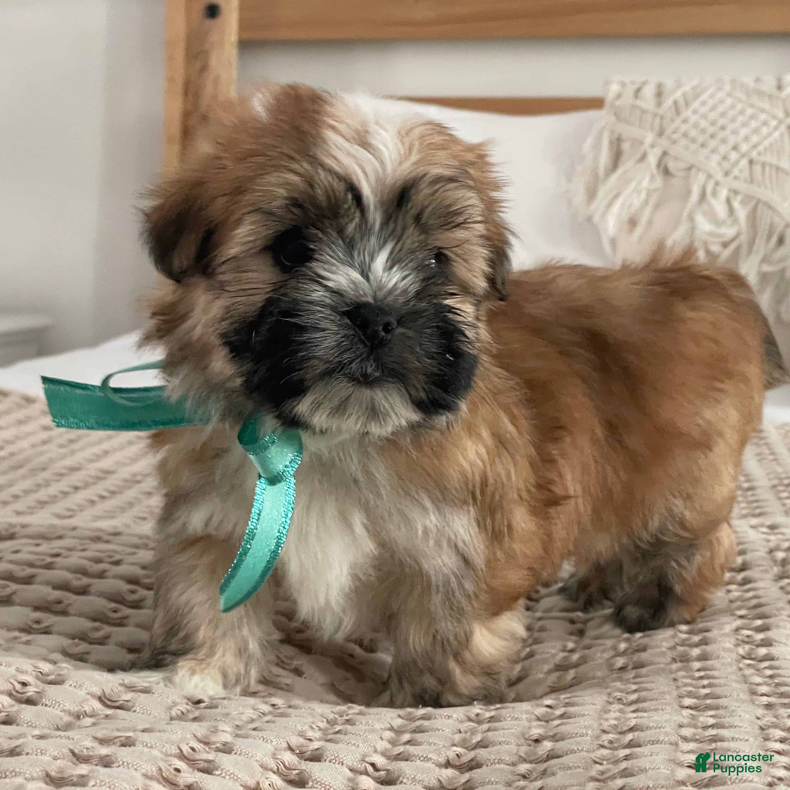 Morkie dogs Nacho - Ad 5